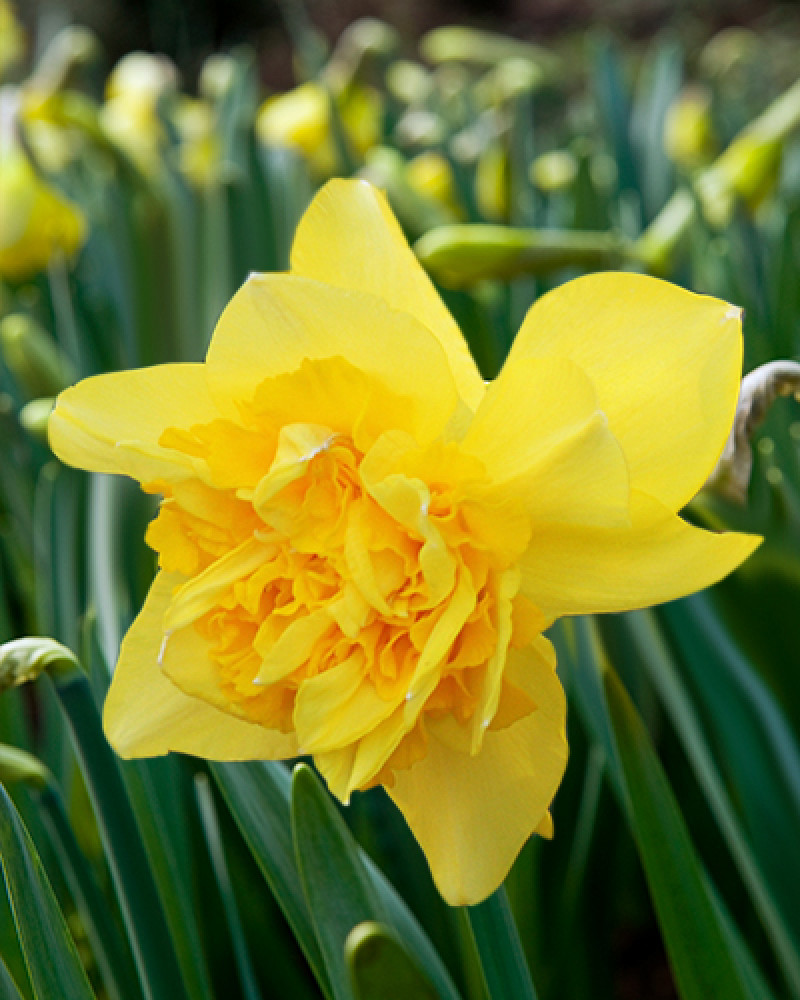 Narcissus 'Dick Wilden' staat bekend om zijn goed gevulde dubbele bloemen, die echt uniek zijn en zeker opvallen in de tuin. Met zijn bijzonder gele uitstraling wordt deze variëteit vaak beschouwd als een echte paasnarcis.  Deze schoonheid gedijt het beste op een plek waar zowel volle zon als halfschaduw aanwezig is. Het is belangrijk om hem te planten in niet te vochtige, goed doorlatende grond. Zorg er ook voor dat de grond niet te arm is, omdat dit kan leiden tot overmatige bladgroei en verminderde bloei. Een tekort aan licht kan ook resulteren in meer bladgroei en minder bloei, dus zorg ervoor dat de plant voldoende licht krijgt.